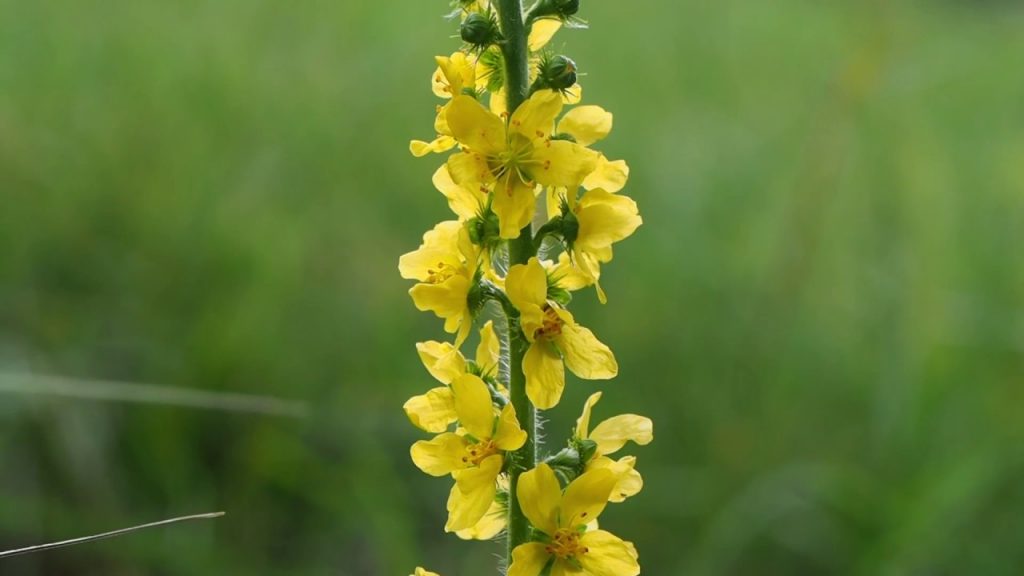 Agrimonia eupatoria