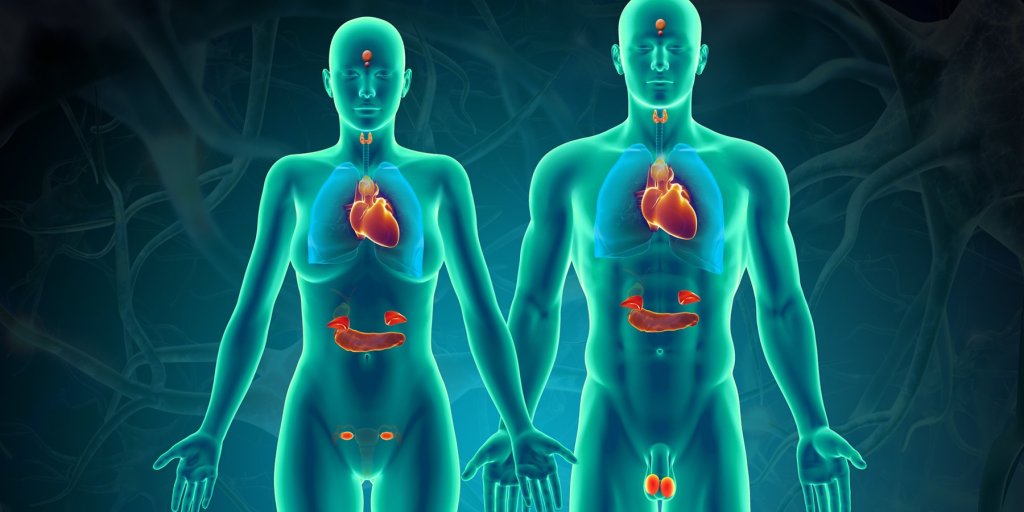 Diagram of the Endocrine System