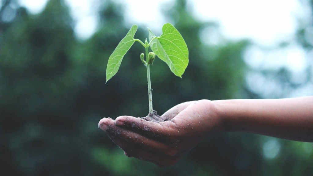 Holding a small plant - Finding higher purpose