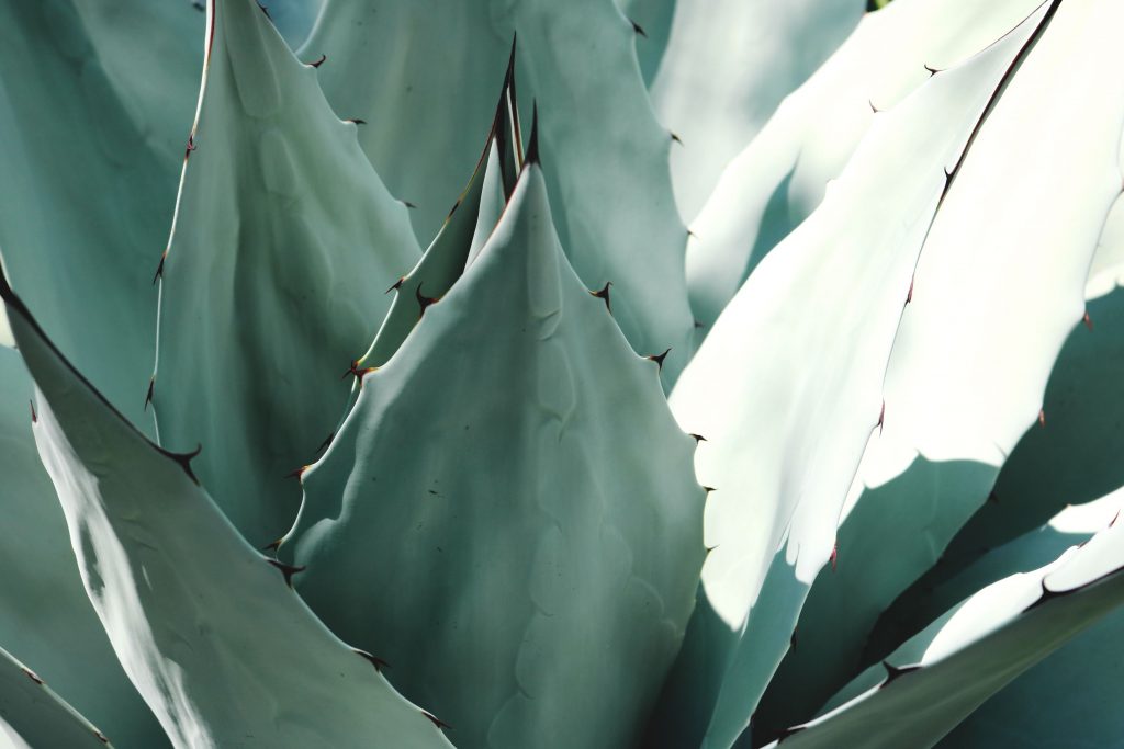 Aloe can help with ulcers