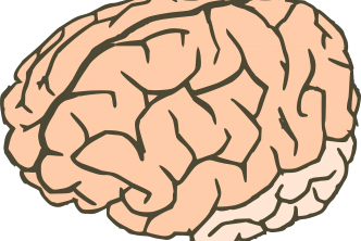 A brain