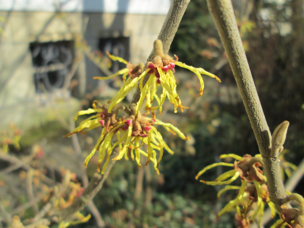 Hamamelis virginiana