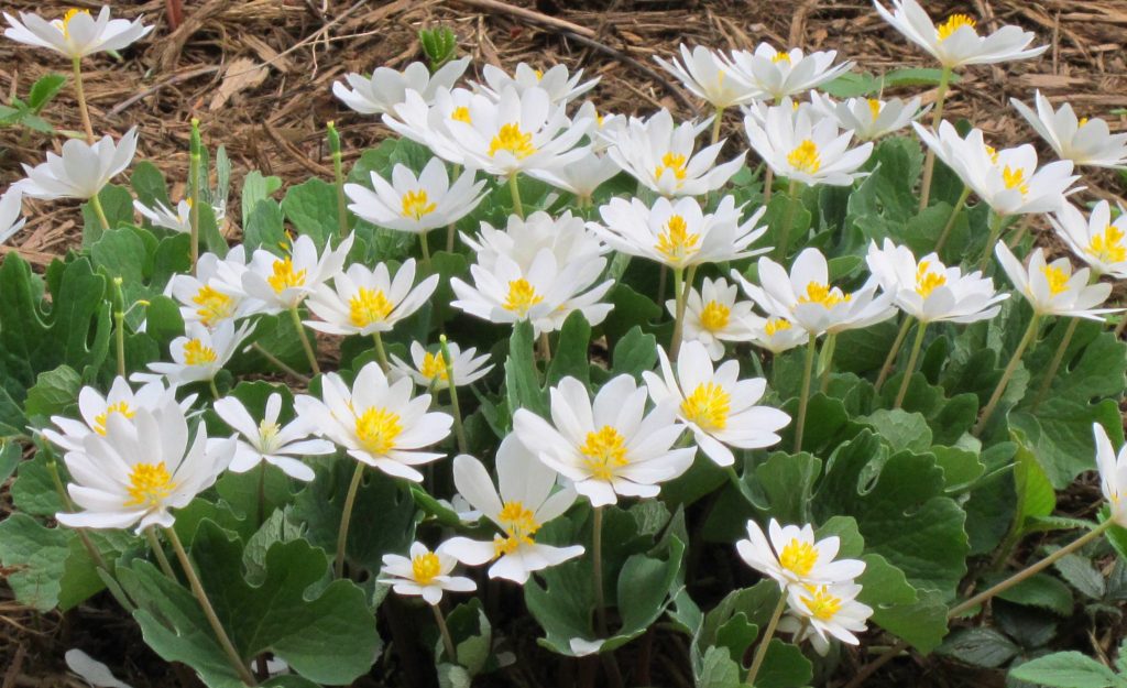 Sanguinaria canadensis