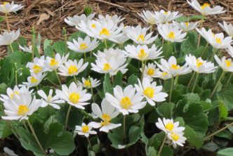 Sanguinaria canadensis
