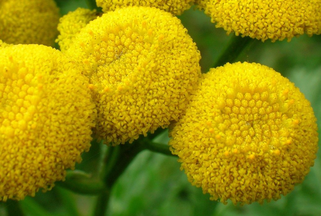 anacetum vulgare