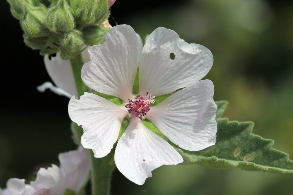 Althaea officinalis