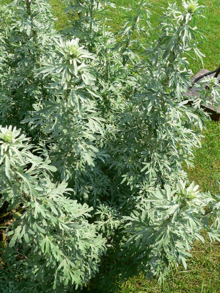 Artemisia absinthum