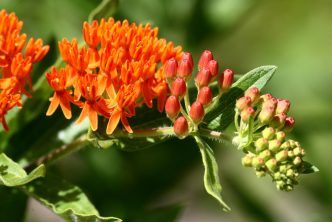 Asclepias tuberosa
