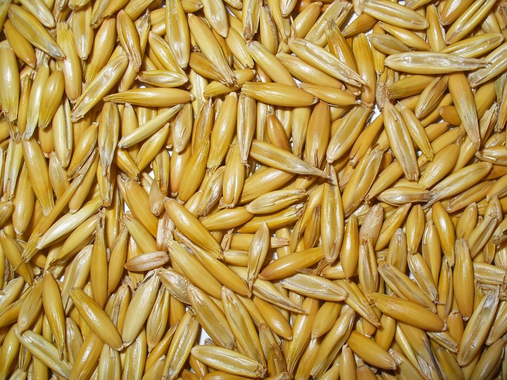 Avena sativa