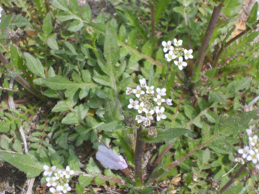Capsella bursa-pastoris