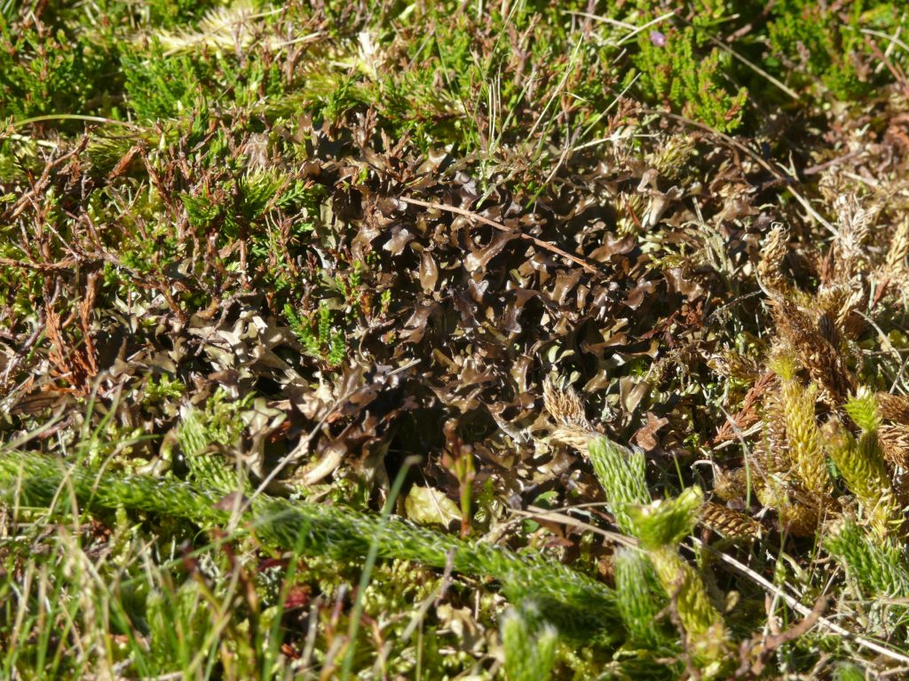 Cetraria islandica