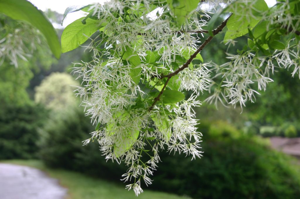 Chionanthus virginicus