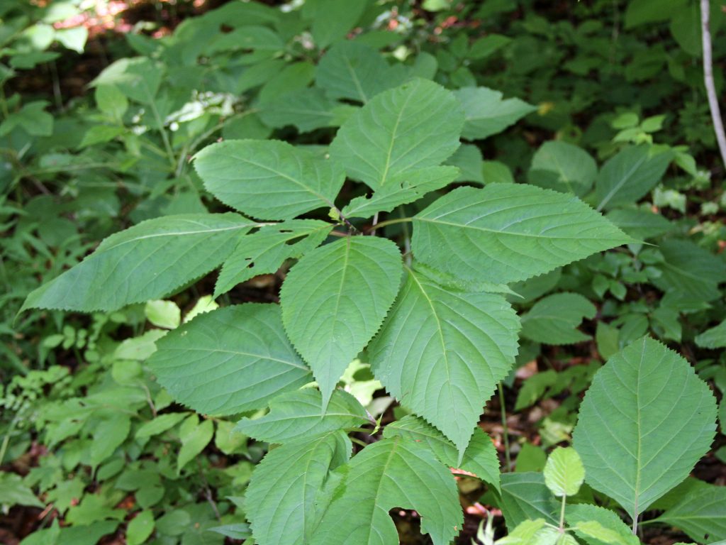 Collinsonia canadensis