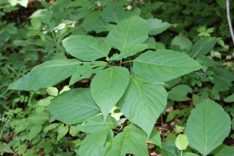 Collinsonia canadensis