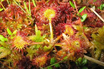 Drosera rotundifolia