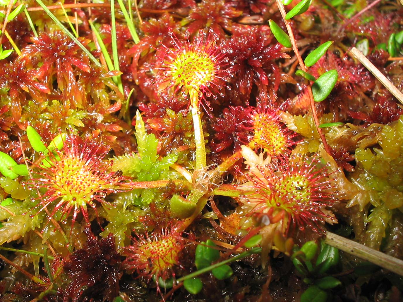 Sundew – Healthy.net