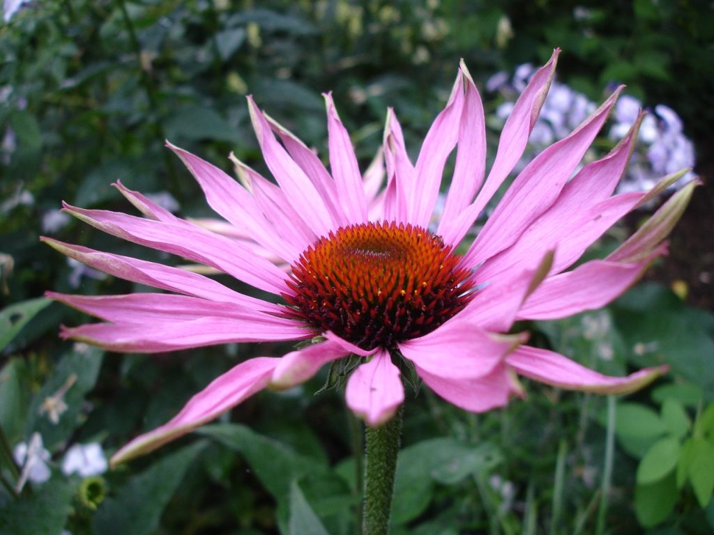 Echinacea spp.