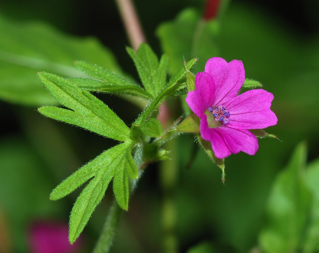 Geranium maculatum