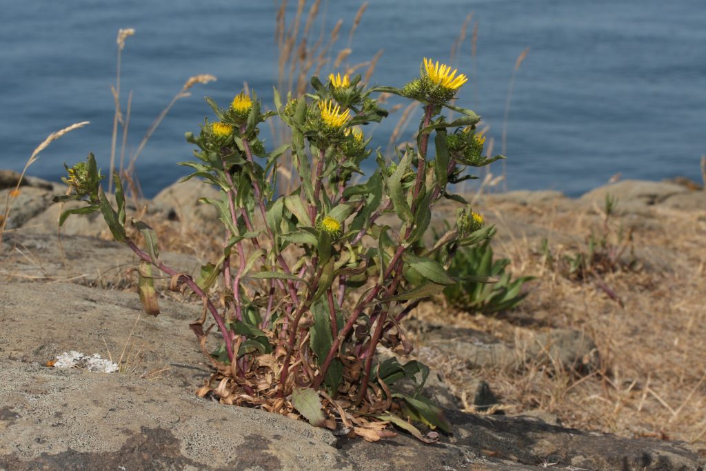 Grindelia spp.