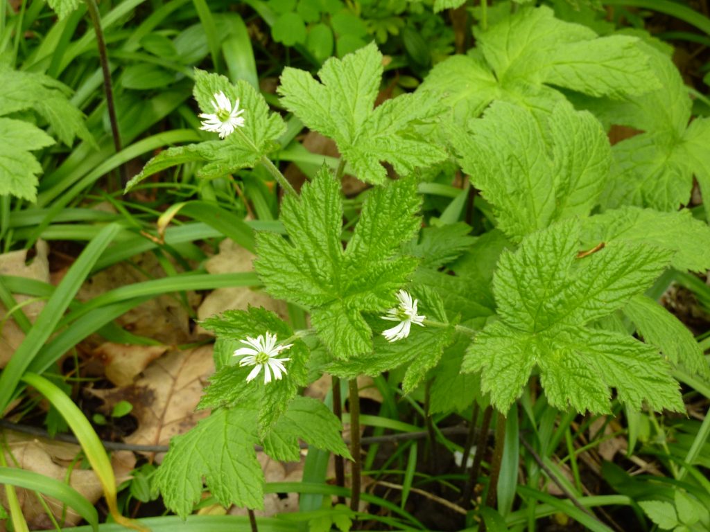 Echinacea and Goldenseal - boost immune system and lower inflammation