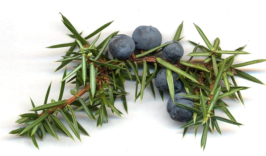 Juniperus communis