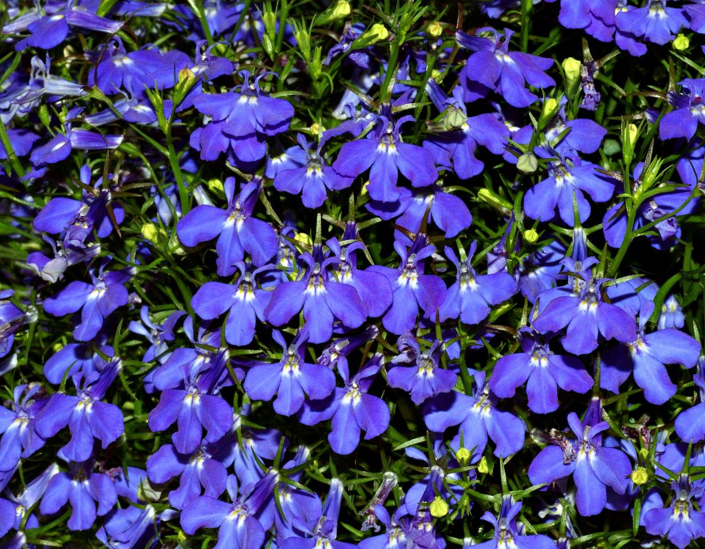 Lobelia inflata