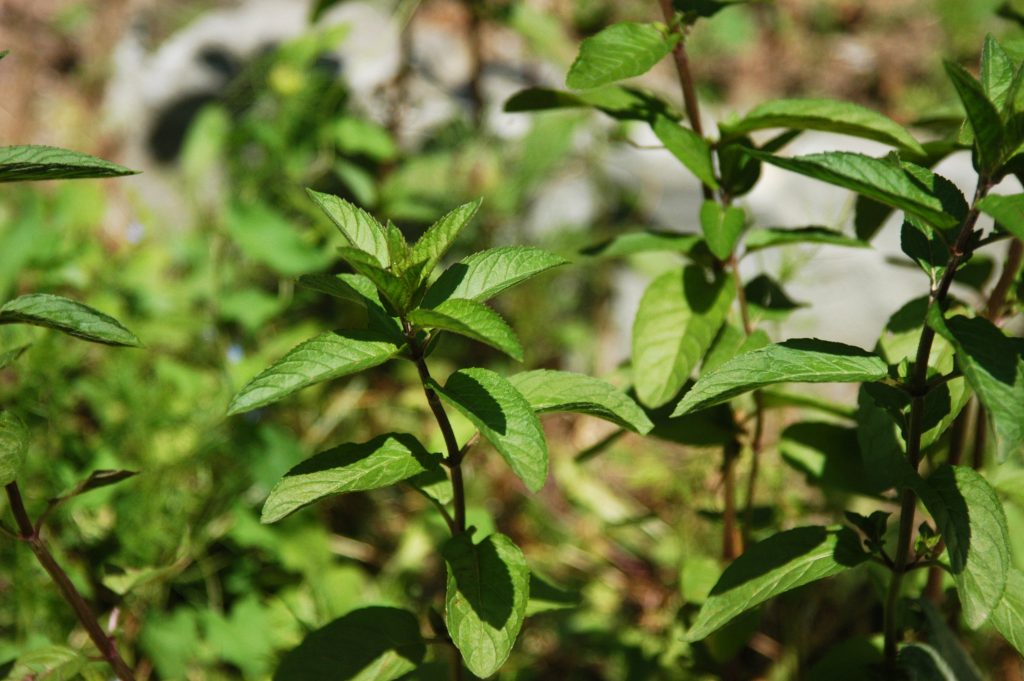 Mentha pulegium