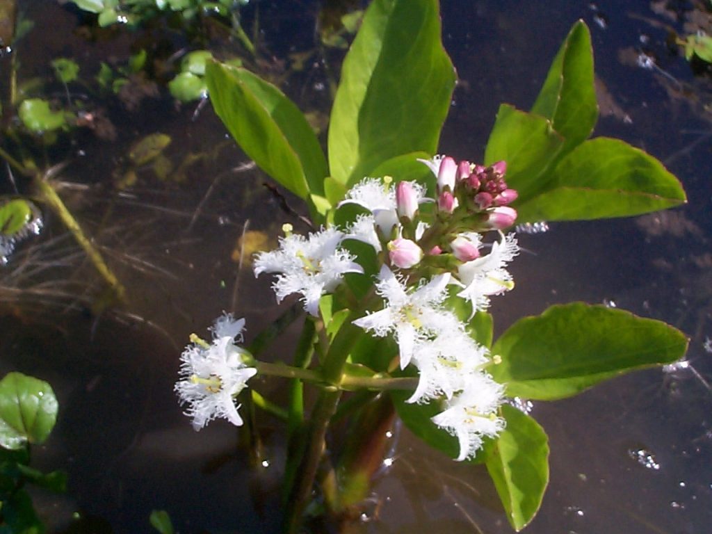 Menyanthes trifoliata