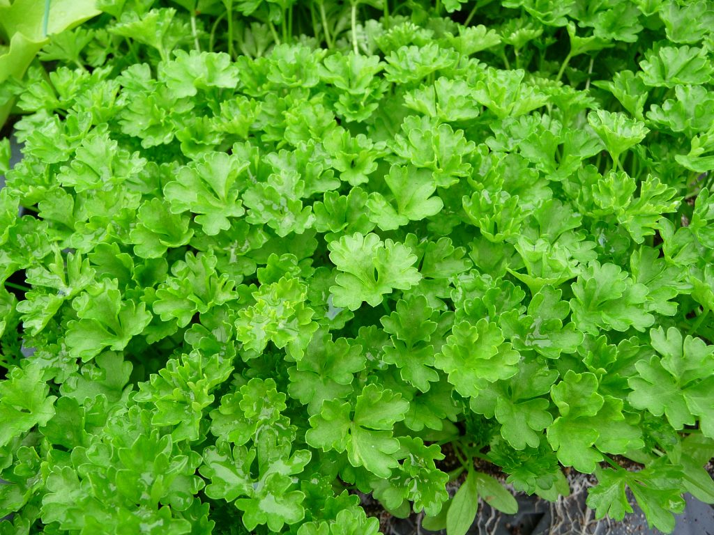 Parsley