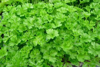 Petroselinum crispum