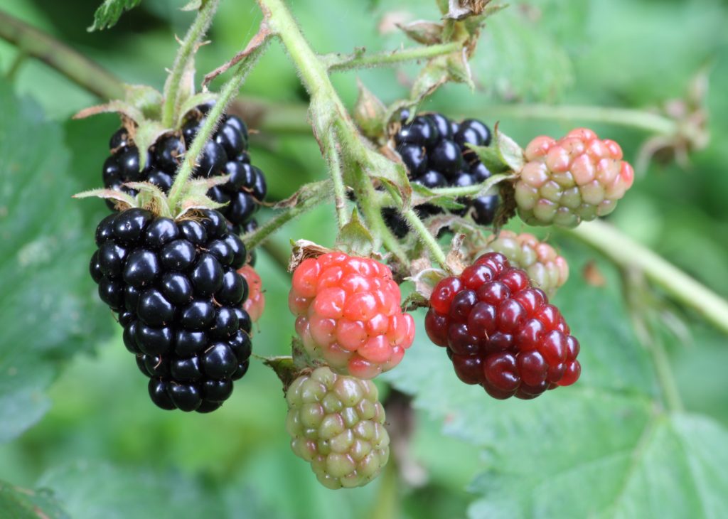 Rubus villosus