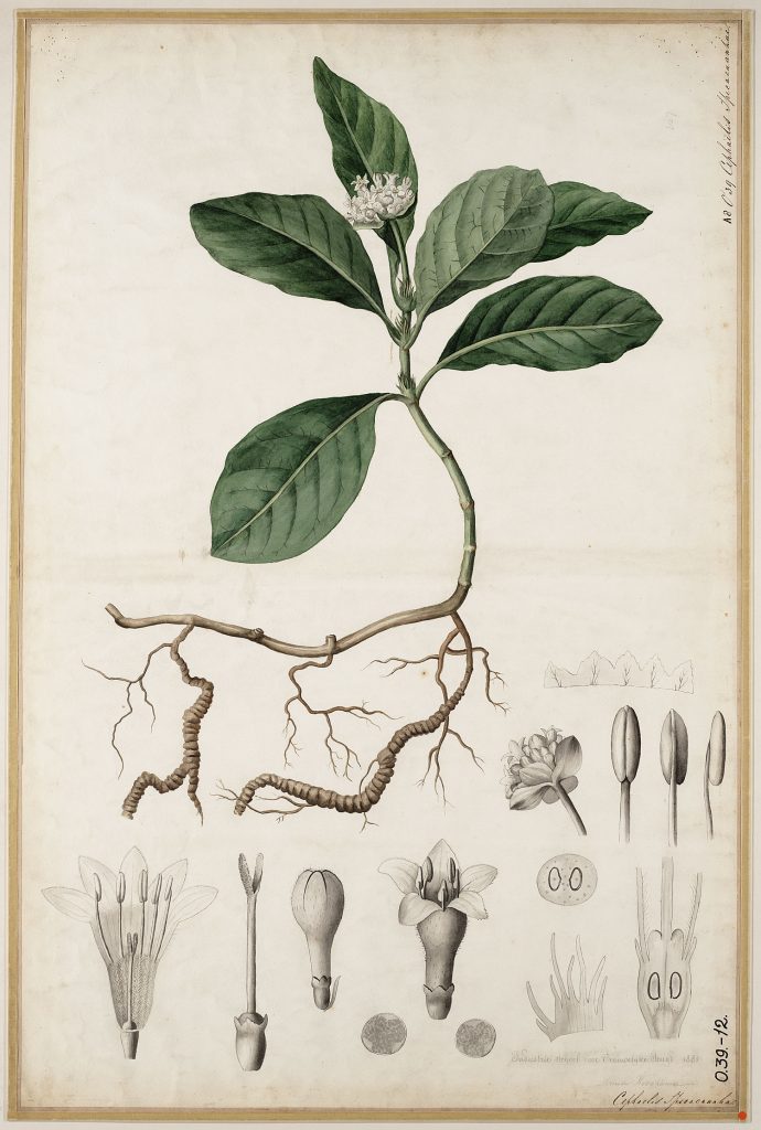 Cephaëlis ipecacuanha