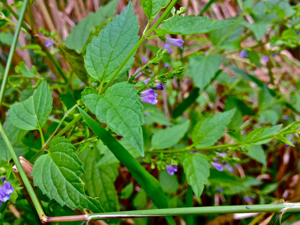 Scutellaria laterifolia