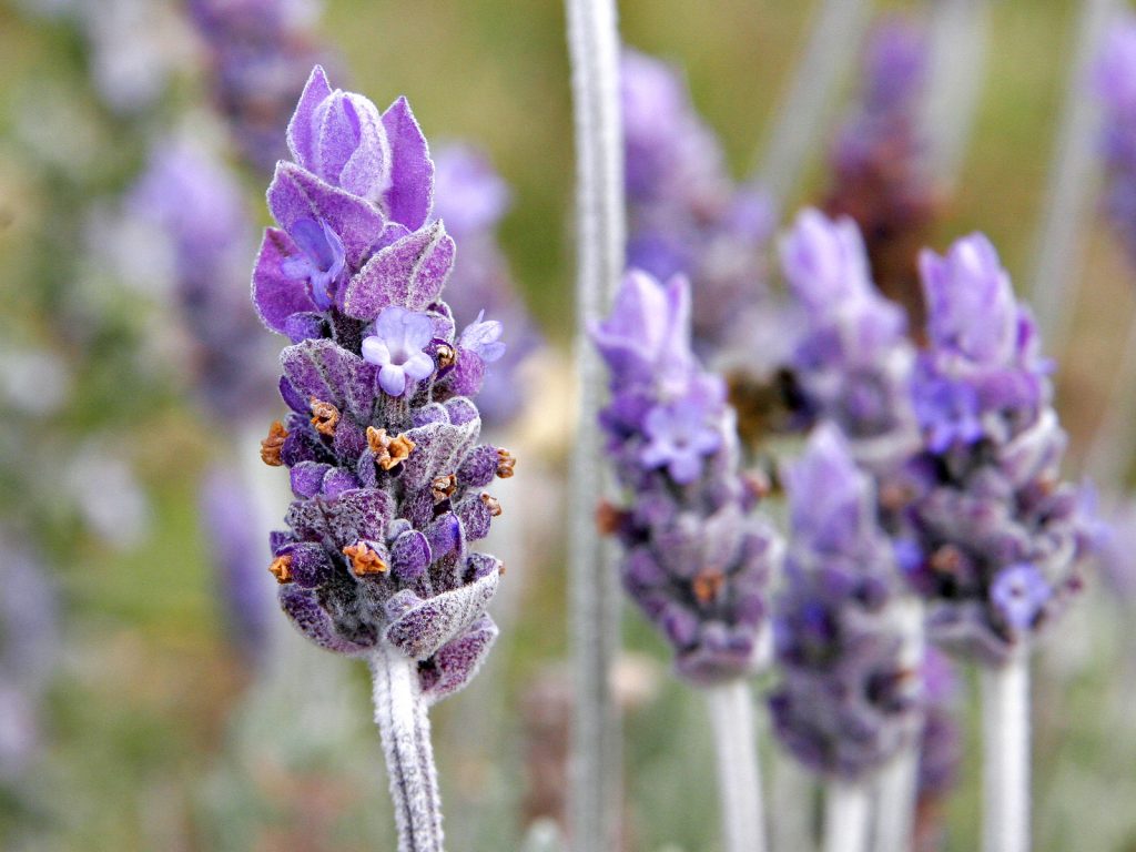 Lavandula officinalis