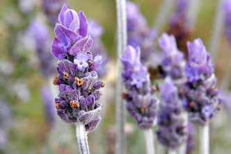 Lavandula officinalis