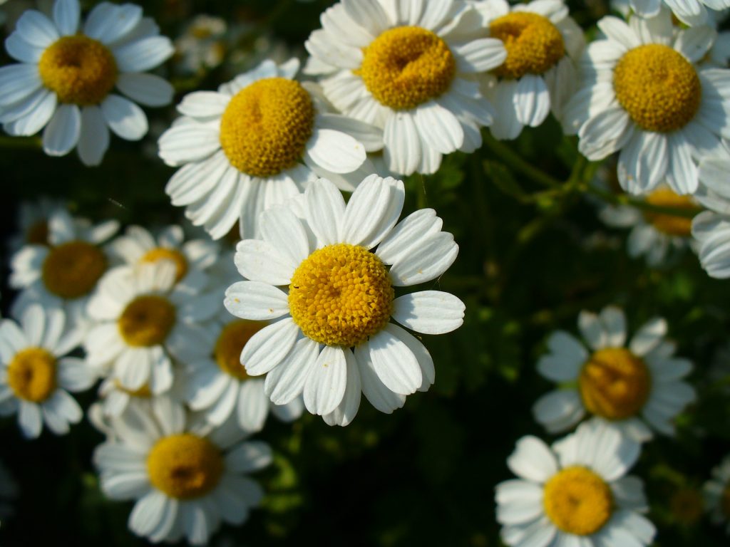 Tanacetum parthenium