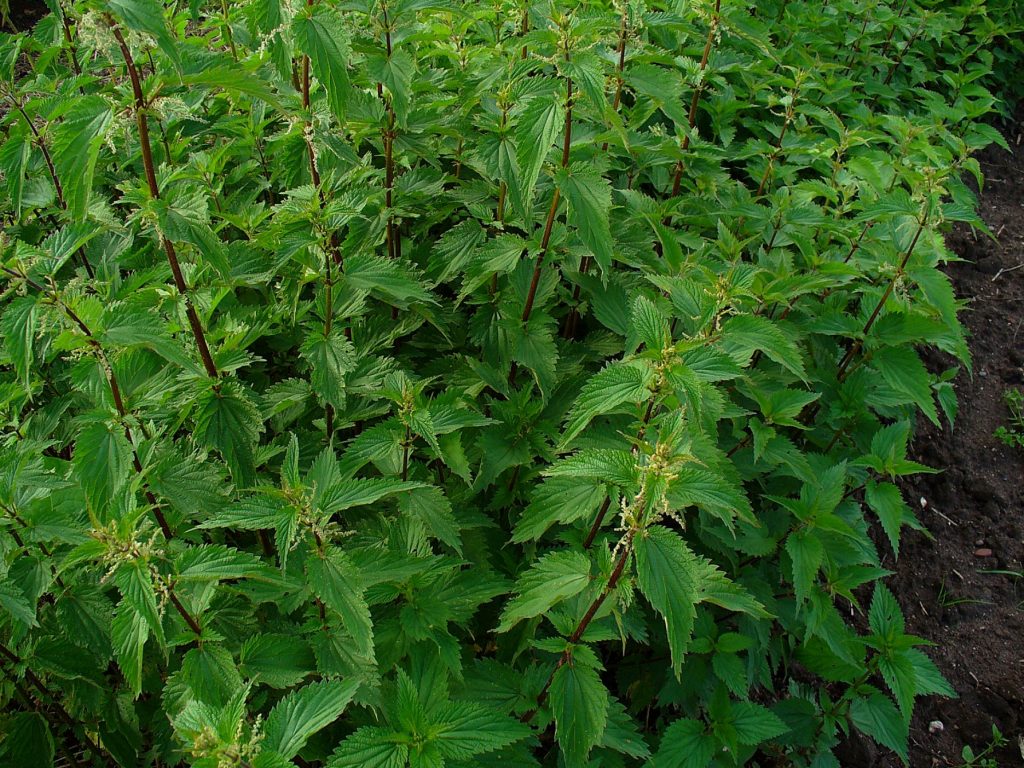 Urtica dioica