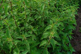 Urtica dioica