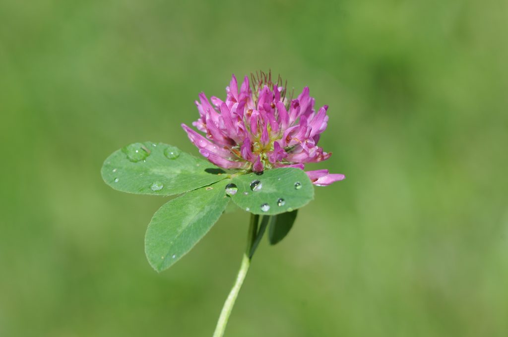 Trifolium pratense