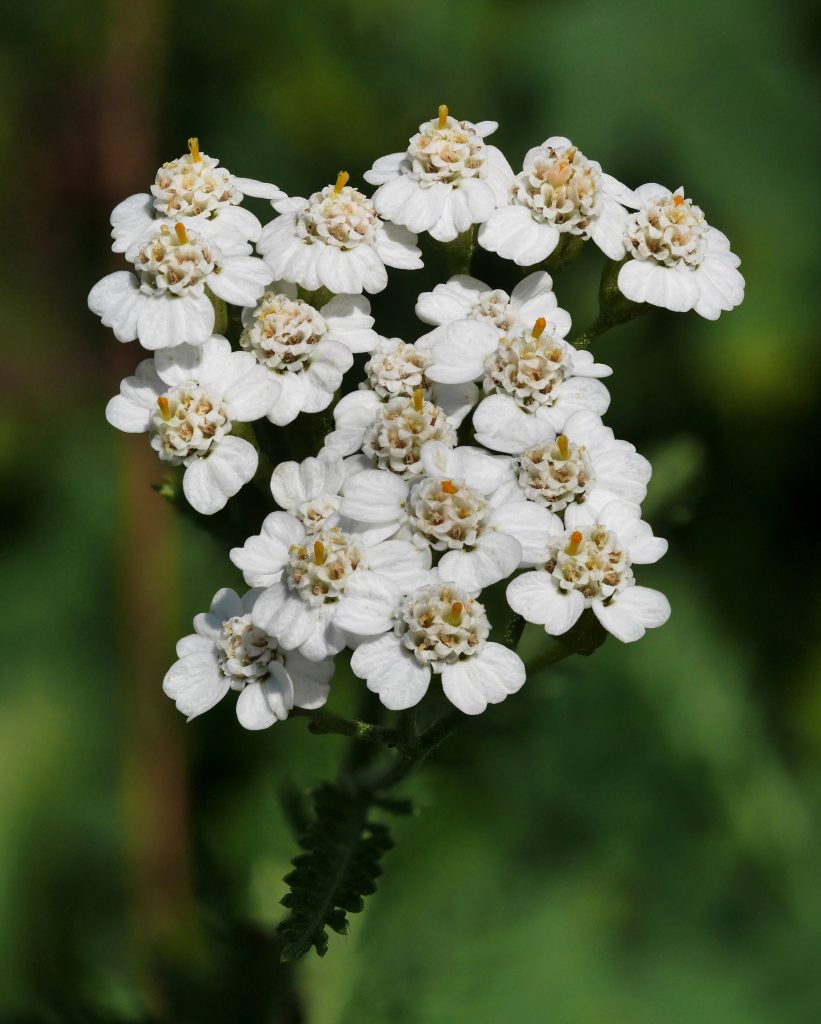 Achillea millefolium