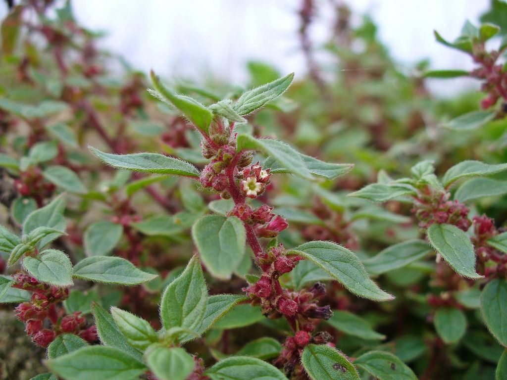 Parietaria diffusa