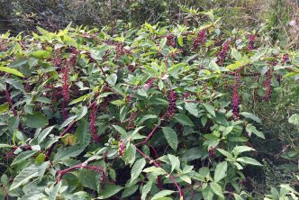 Phytolacca americana