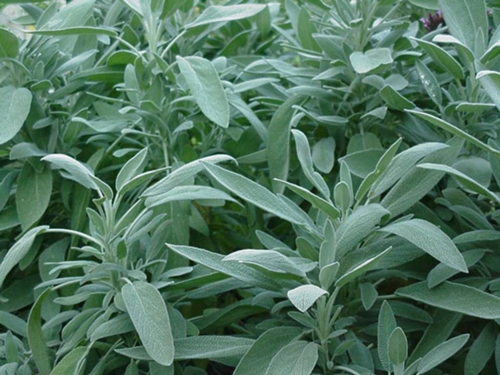 The herb sage