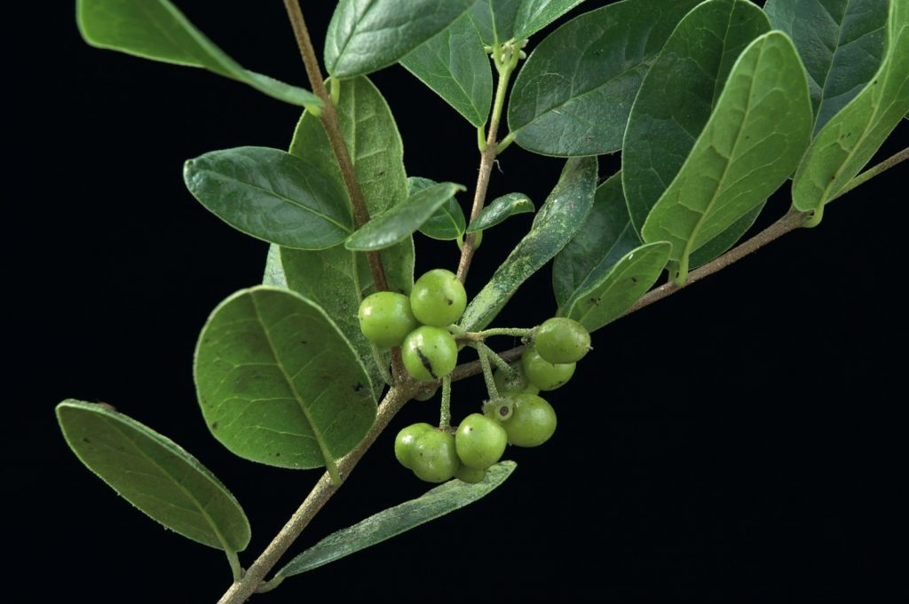 Peumus boldo