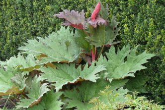 Rheum palmatum