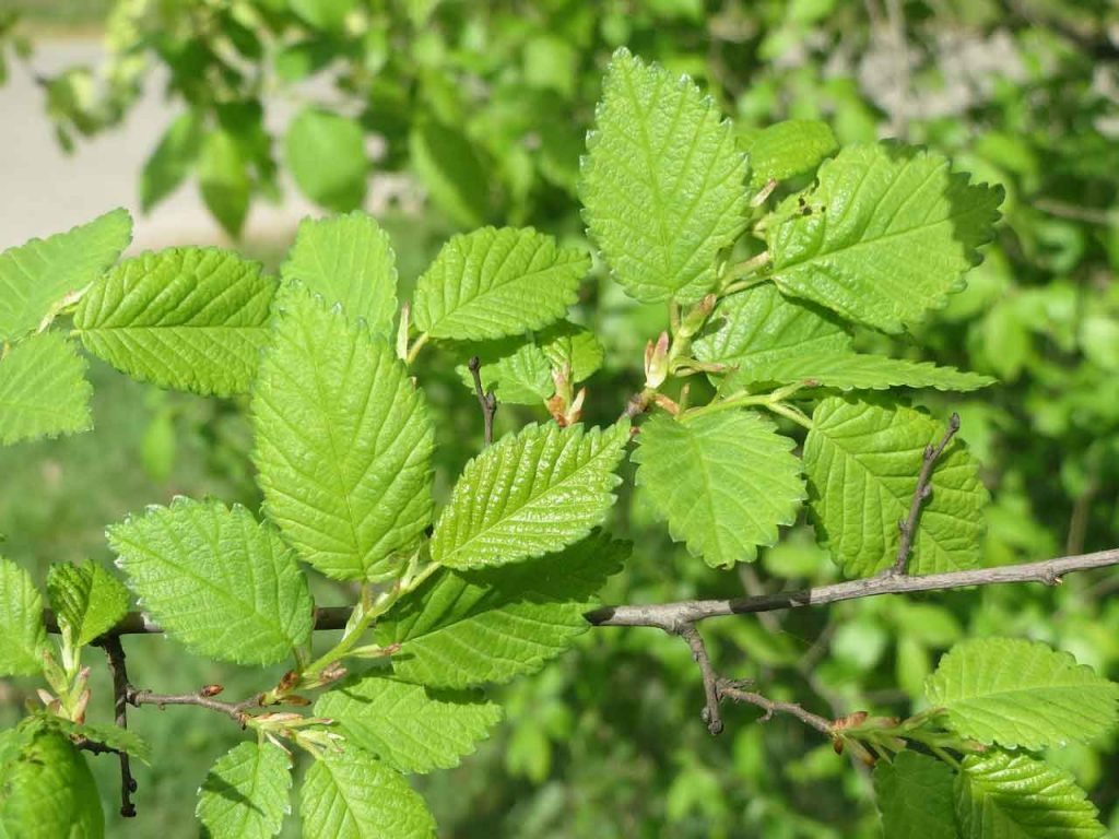 Ulmus fulva
