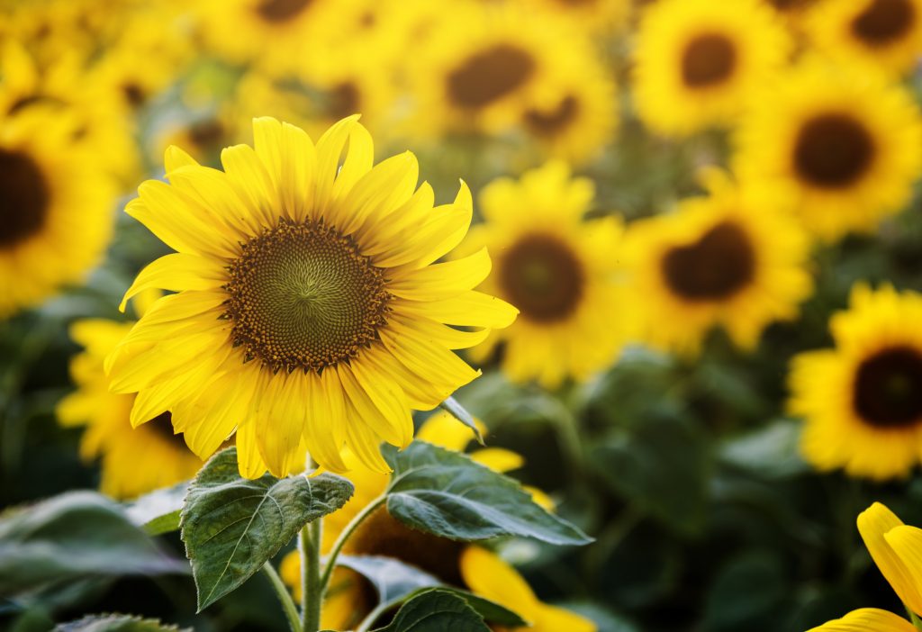 Sunflowers in spring